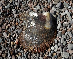 Pteriidae