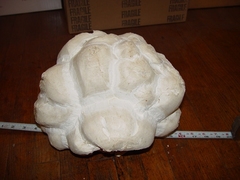 Calbovista subsculpta