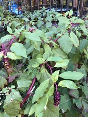 Phytolacca americana