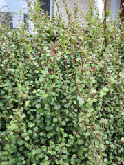 Muehlenbeckia complexa