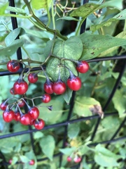 Solanum dulcamara