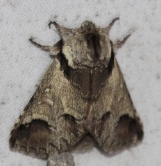 Antithemerastis acrobela