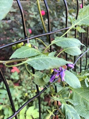Solanum dulcamara