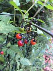 Solanum dulcamara