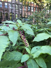 Phytolacca americana