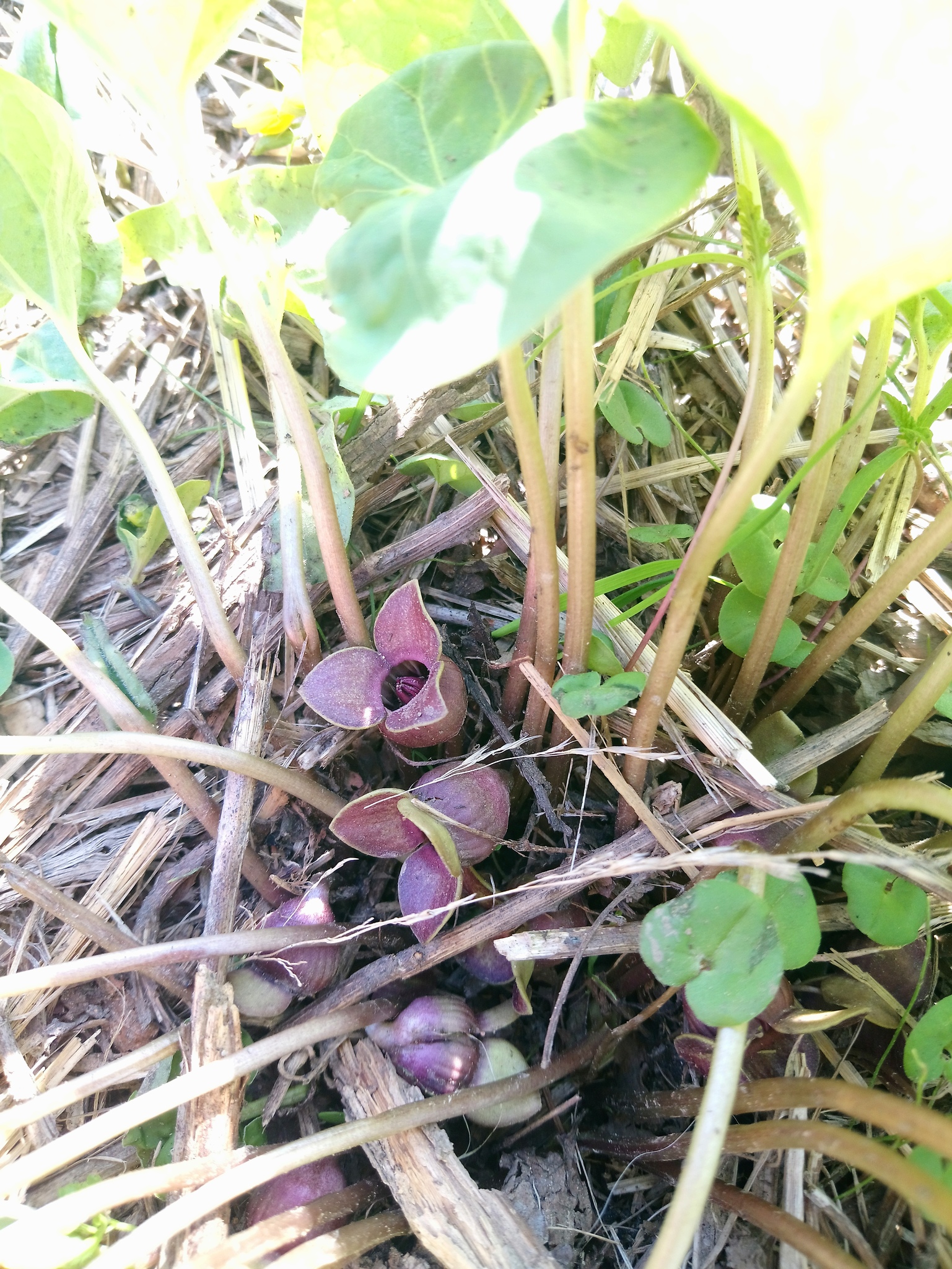 Asarum Sieboldii Miq.