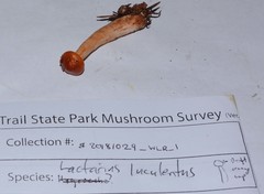 Lactarius luculentus