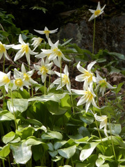 Erythronium multiscapideum