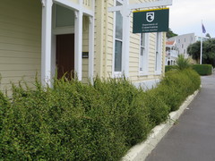 Muehlenbeckia complexa