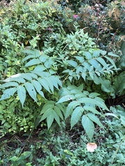 Ailanthus altissima