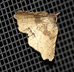 Aroana hemicyclophora