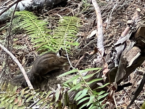iNaturalist observation photo of Yellow-cheeked Chipmunk