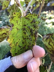 Cercospora moricola