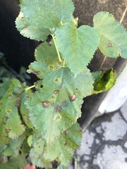 Cercospora moricola