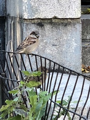 Passer domesticus