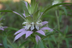 Monarda punctata intermedia