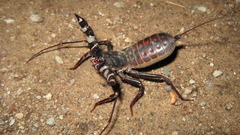 Mastigoproctus tohono