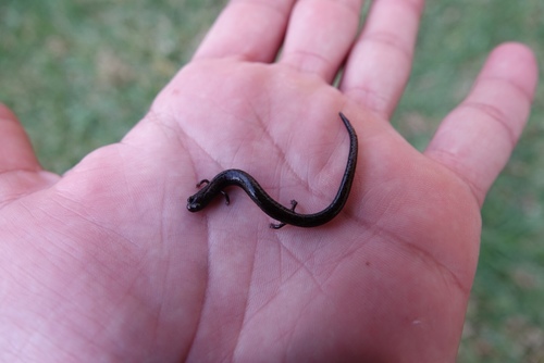 Batrachoseps nigriventris