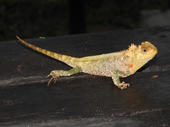 Enyalioides