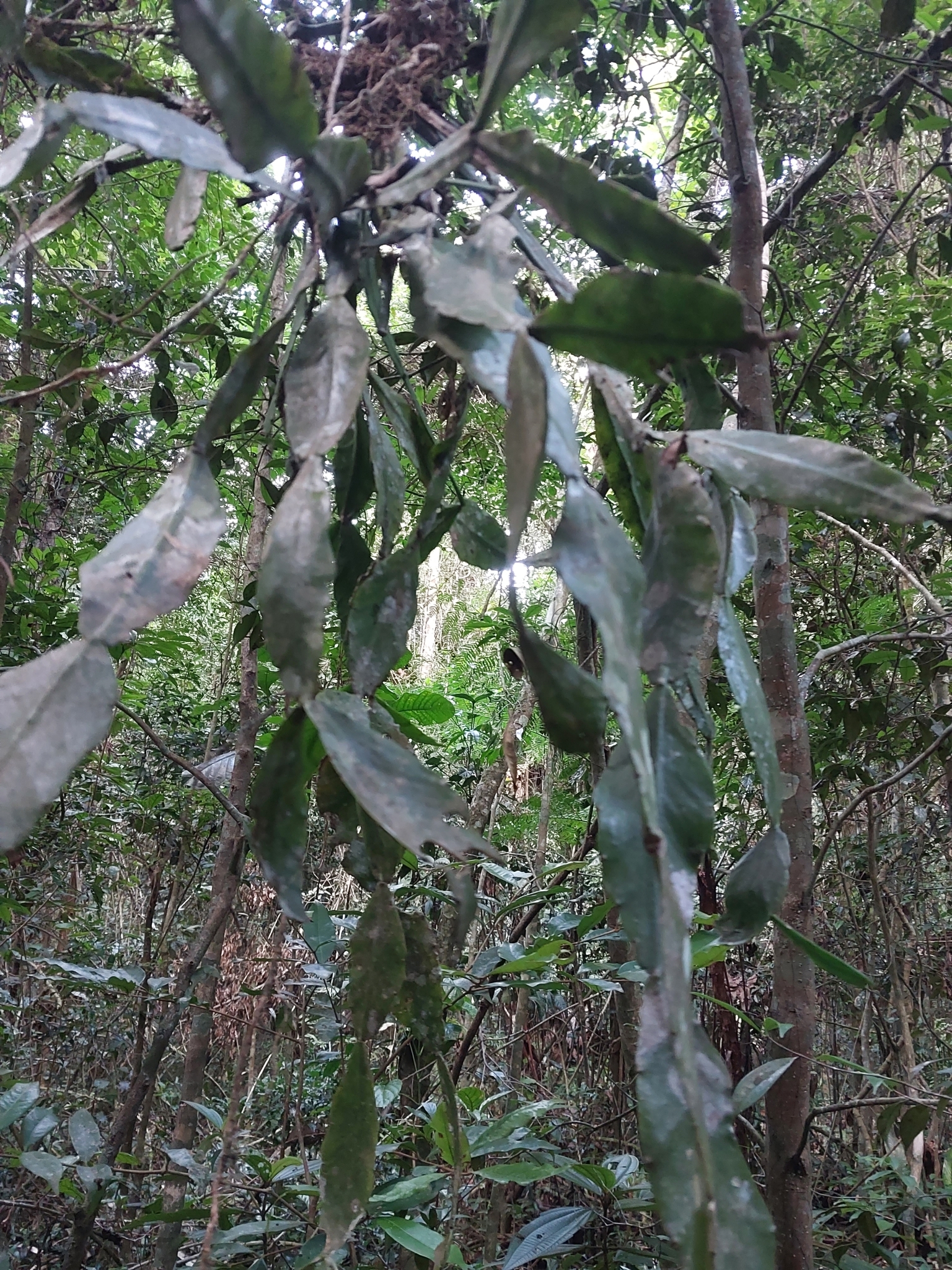 Imagem de Cacto-macarrão