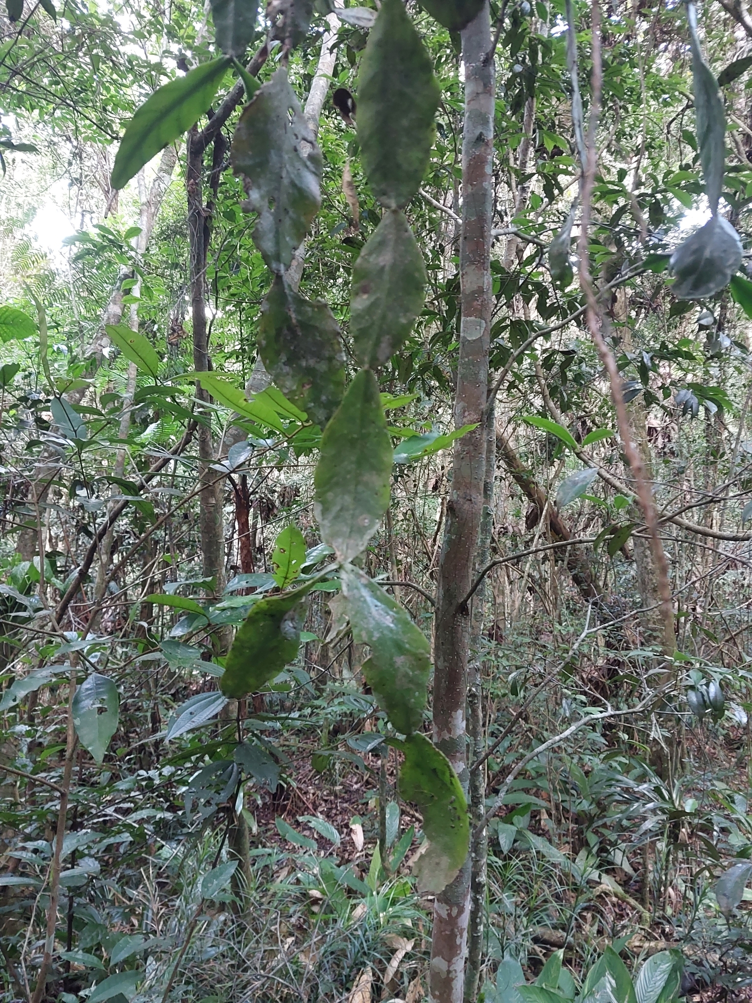 Imagem de Cacto-macarrão