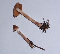 Cortinarius casimirii
