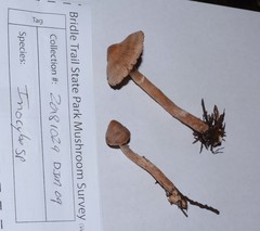 Cortinarius casimirii