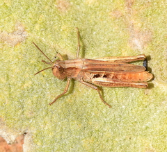 Chorthippus dichrous
