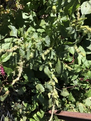 Amaranthus