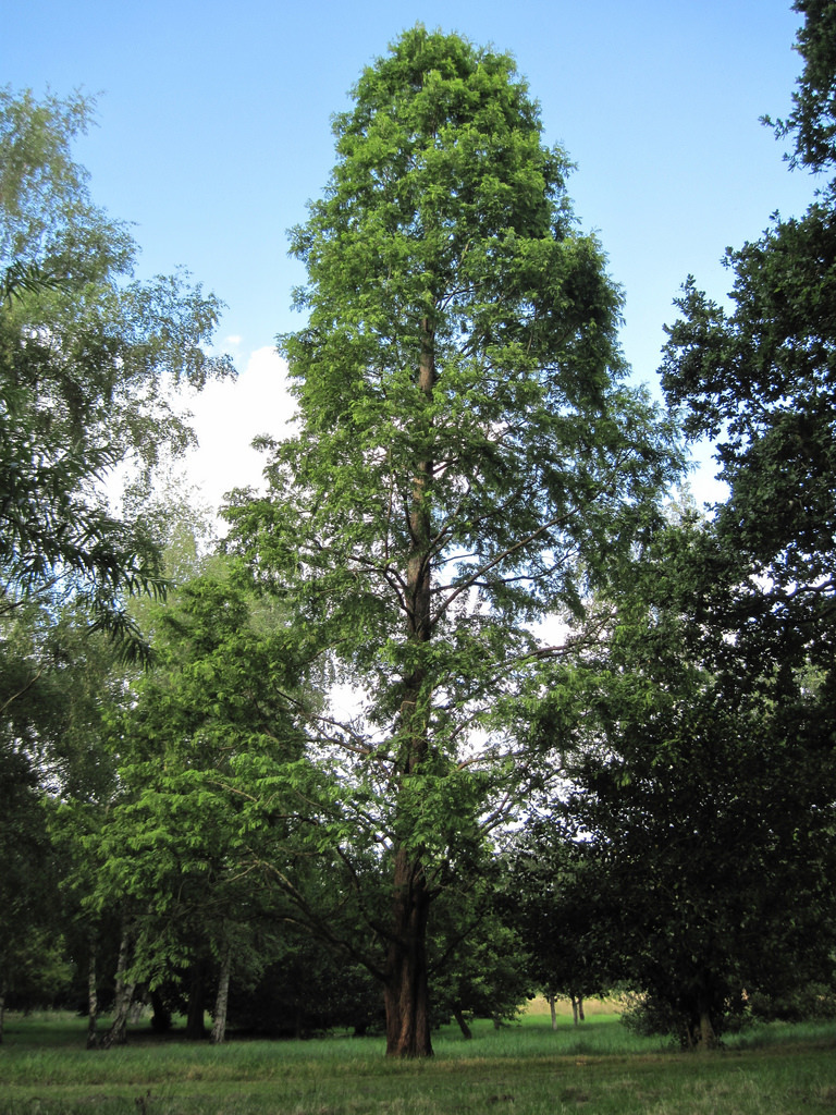 Metasequoia