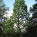 Metasequoia - Photo (c) Ewan Pearce, osa oikeuksista pidätetään (CC BY-NC-SA)