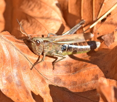 Chorthippus dichrous