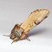 Pale Prominent - Photo (c) Jim Johnson, some rights reserved (CC BY-NC-ND), uploaded by Jim Johnson