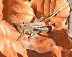 Chorthippus dichrous