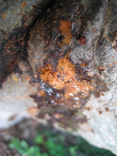 Pectobacterium