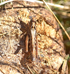 Omocestus haemorrhoidalis