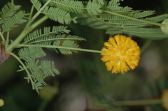 Vachellia aroma