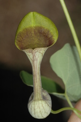 Aristolochia argentina