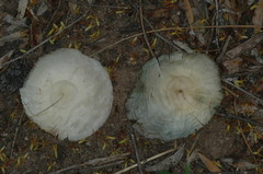 Aspidosperma quebracho-blanco