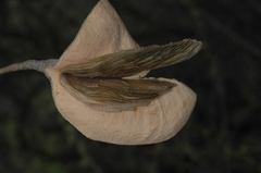 Aspidosperma quebracho-blanco
