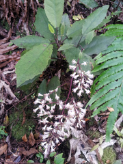 Brachyglottis myrianthos
