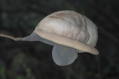 Aspidosperma quebracho-blanco