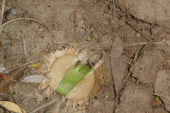 Aspidosperma quebracho-blanco