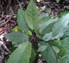 Brachyglottis myrianthos