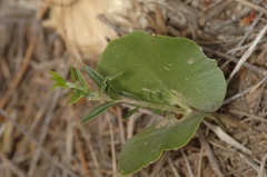 Aspidosperma quebracho-blanco
