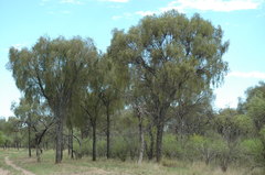 Aspidosperma quebracho-blanco