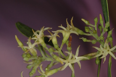 Aspidosperma quebracho-blanco
