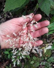 Brachyglottis myrianthos