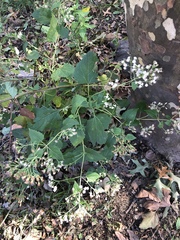 Ageratina altissima