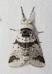 Furcula scolopendrina